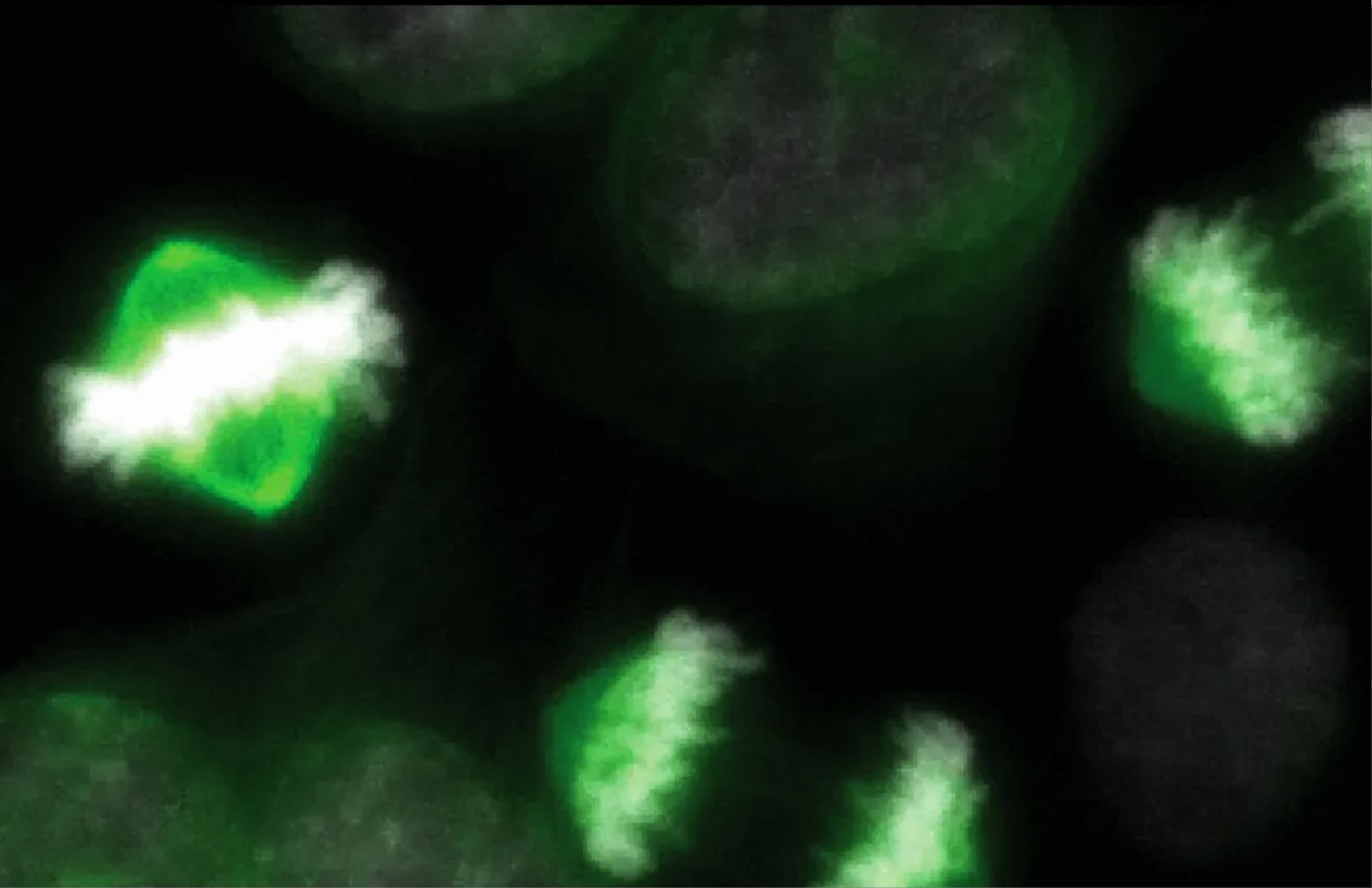 New study to reveal cellular "light switches" that are a potential cause of cancer