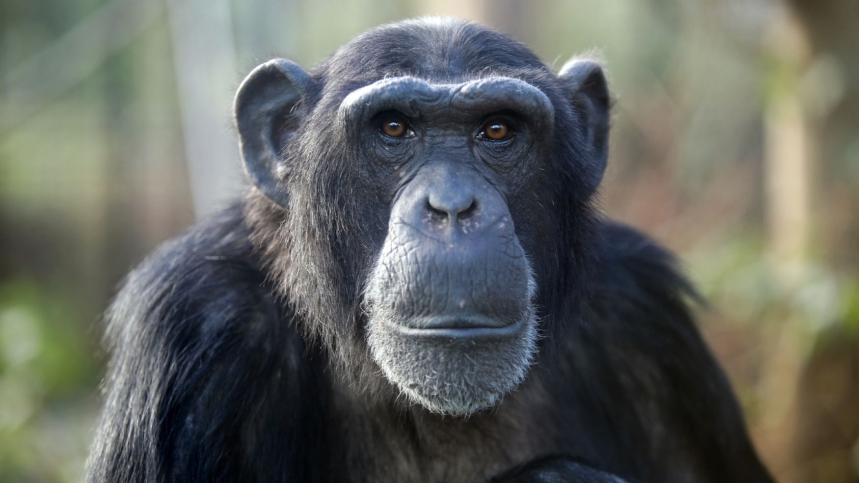 Groundbreaking research shows that humans are not the only ones who make decisions based on evidence -- The CEO Retort journal